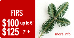 fir