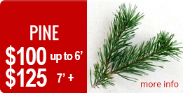 pine