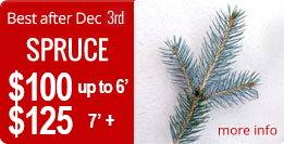 spruce